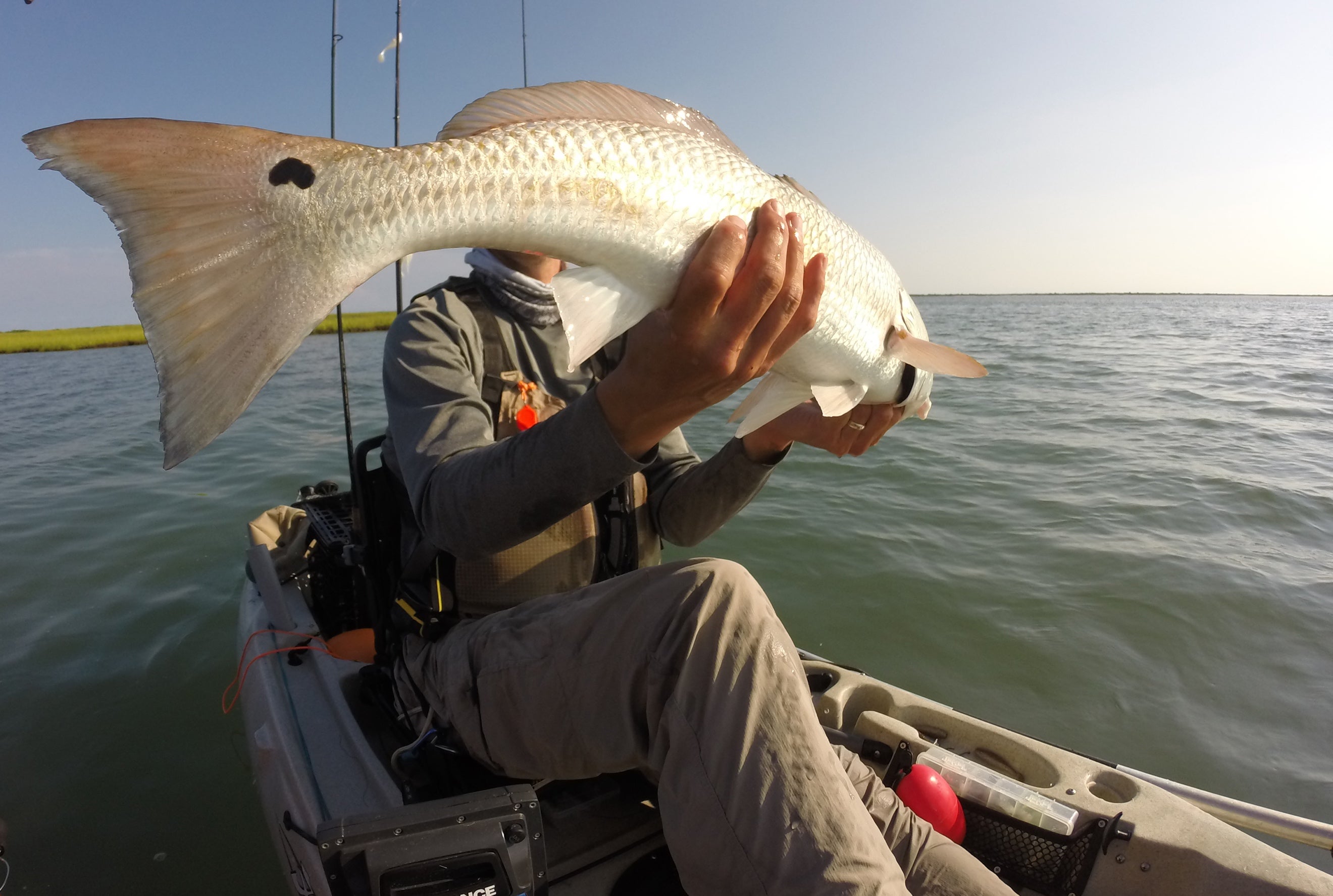 Fishtalka mluví Puppy Drum | Ocean CityFishtalka mluví Puppy Drum | Ocean City  